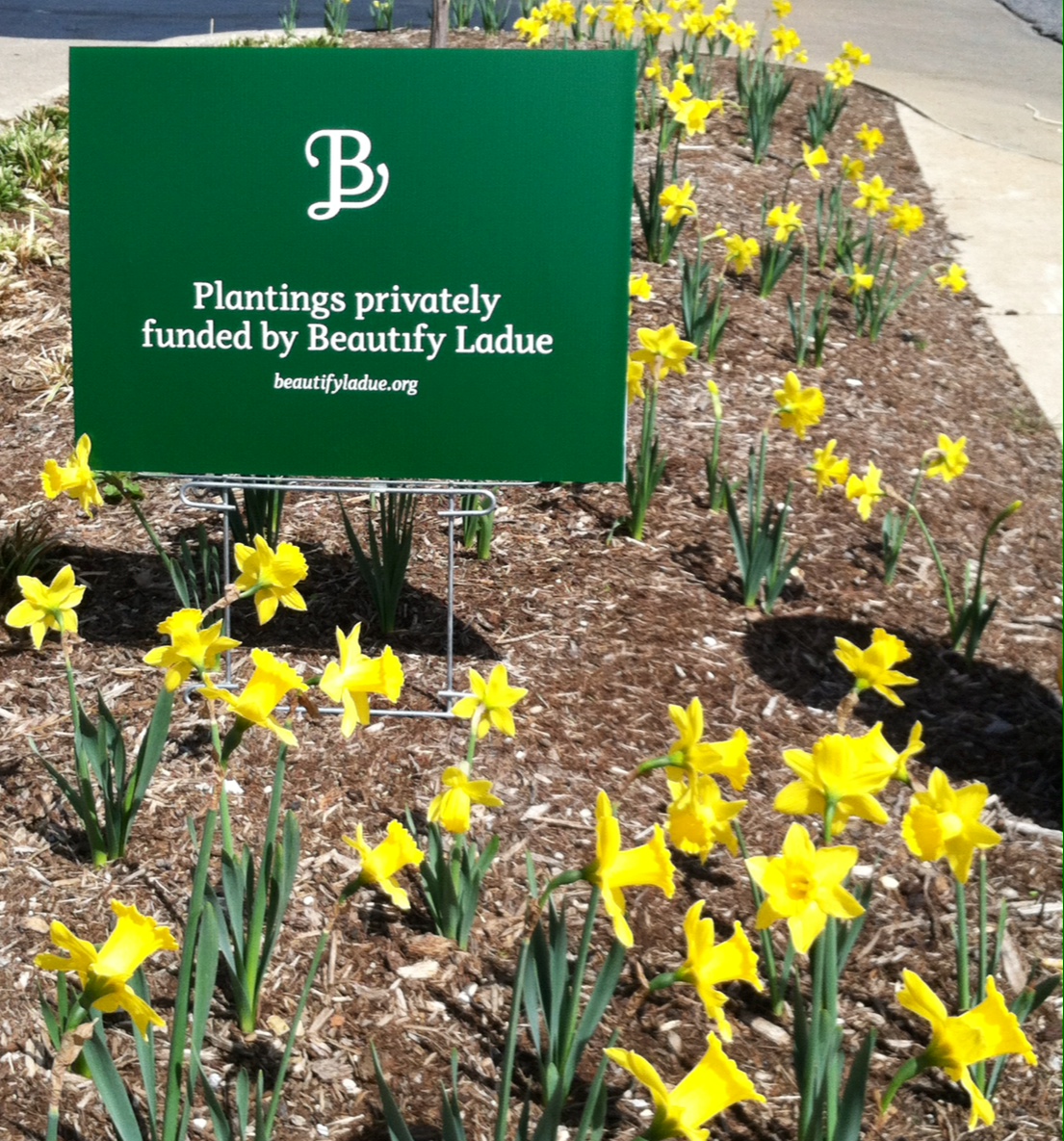pretty yellow daffodils, Ladue, MO